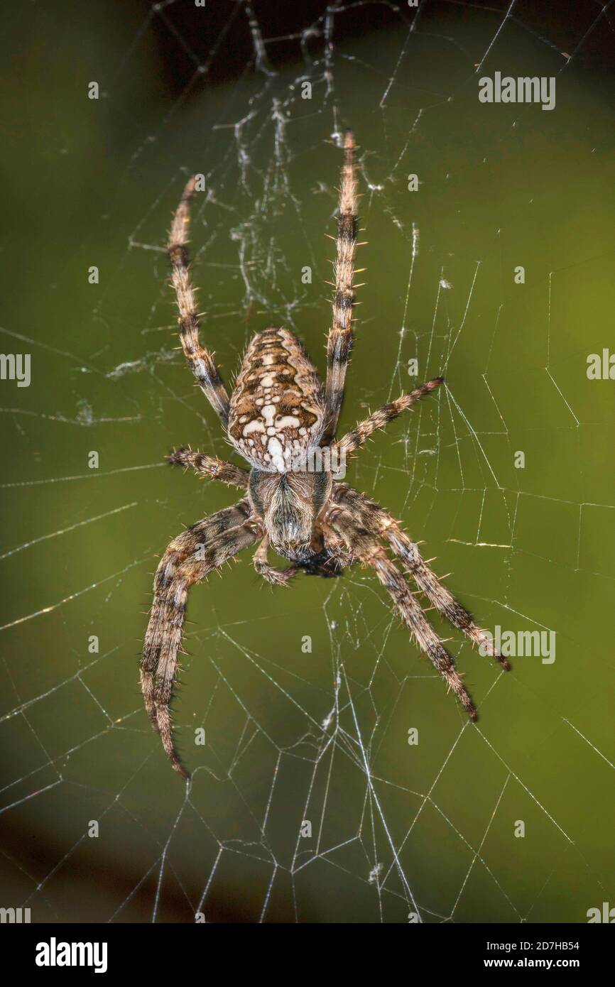 cross orbweaver, European garden spider, cross spider (Araneus diadematus), in its web, Germany Stock Photo