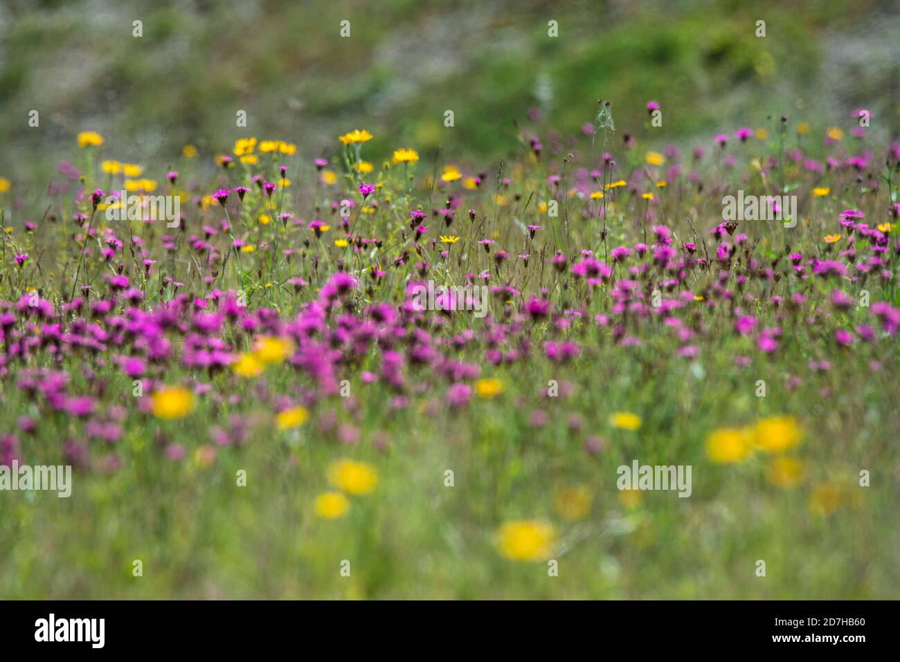 Carthusian pink, Clusterhead pink (Dianthus carthusianorum), bloomin in a meadow, with Buphthalmum salicifolium, Germany, Bavaria Stock Photo