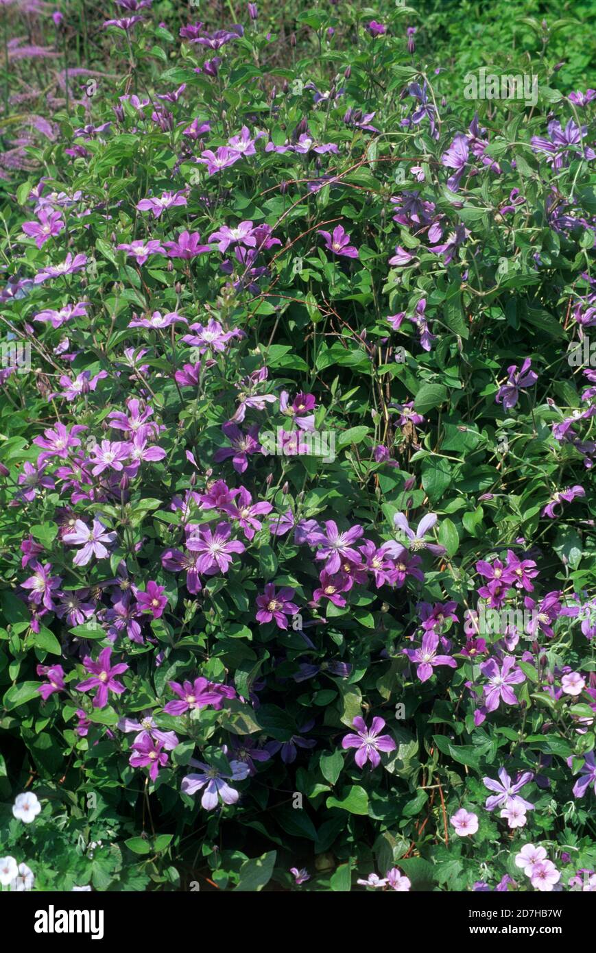 Clematis Clematis Integrifolia Arabella Climbing Flowering Plant Stock Photo Alamy