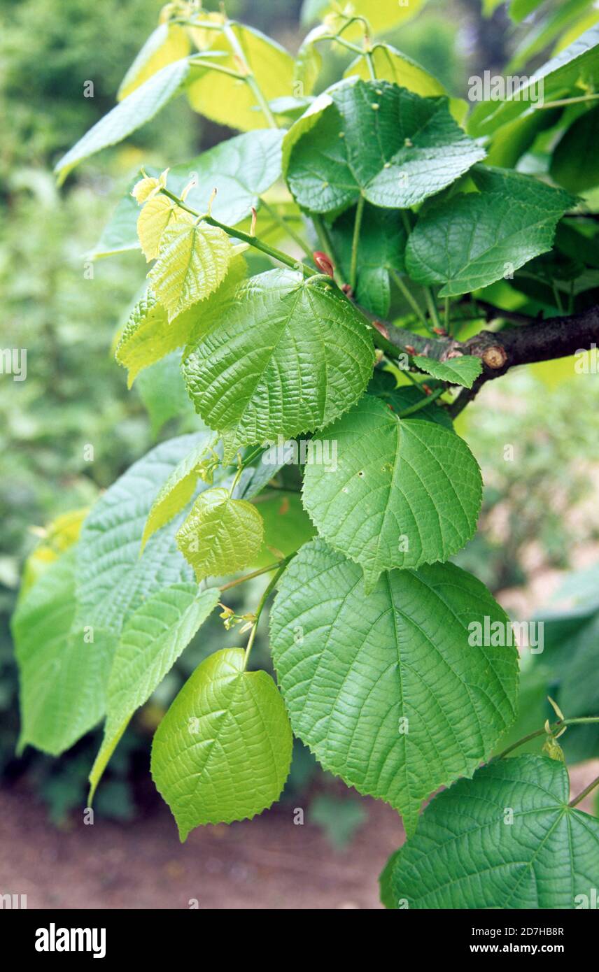 Young leaves of silver lime (Tilia tomentosa) 'Moench' Stock Photo