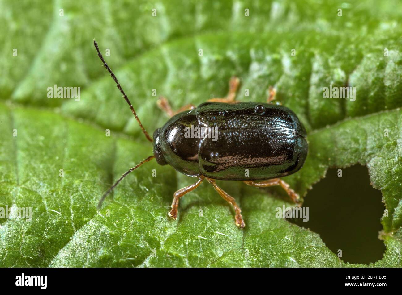 Leaf beetle (Cryptocephalus nitidus), sits on a leaf, Germany Stock Photo
