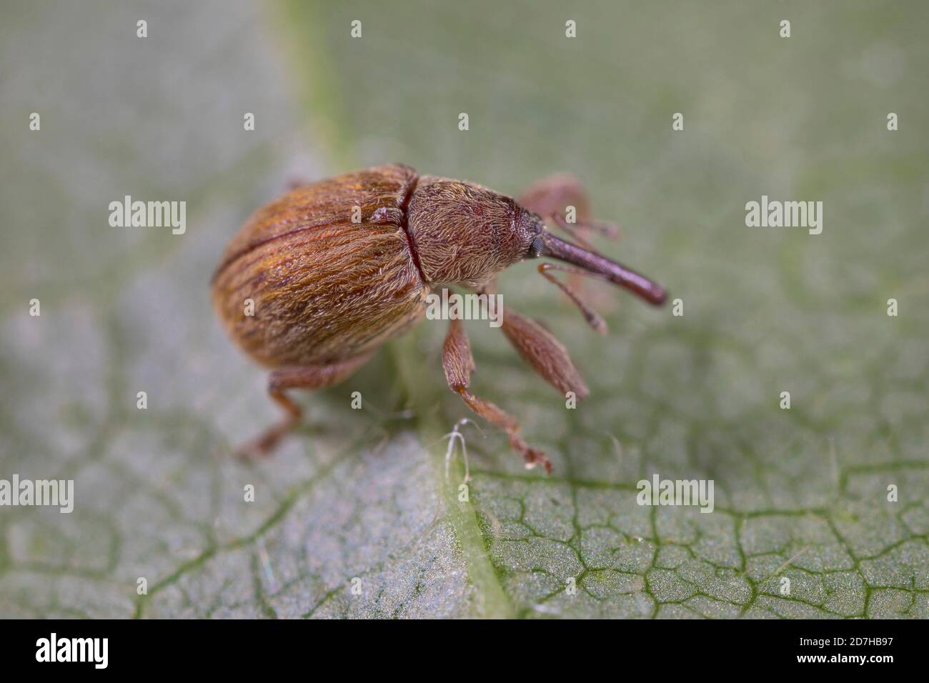 snout beetle (Anthonomus pinivorax), sits on a leaf, Germany Stock Photo