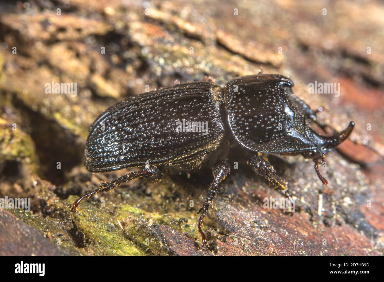 rhinoceros beetle, small European rhinoceros beetle (Sinodendron cylindricum), male, Germany Stock Photo