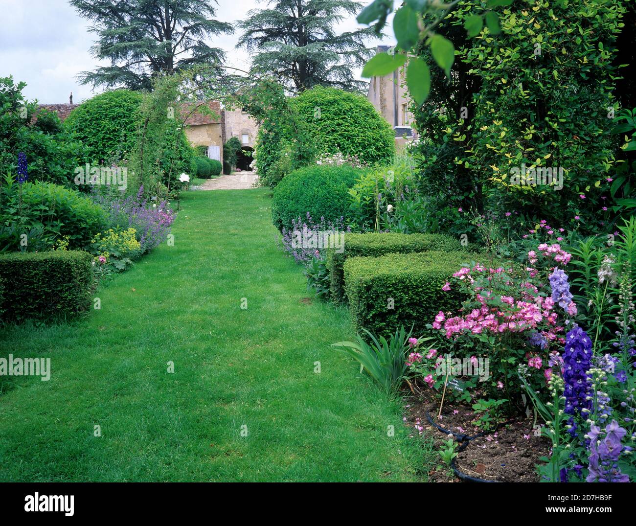 Lawn alley, Flower bed with Dauphinelle (Delphinium sp), Rose (Rosa sp), Catnip (Nepeta sp) and