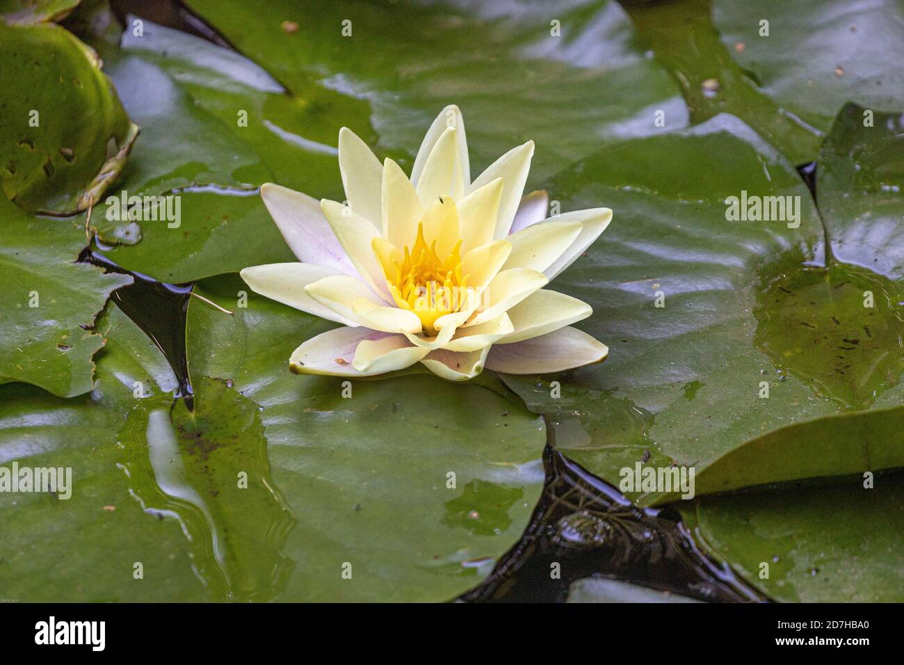 white water-lily, white pond lily (Nymphaea alba), flowering, Germany, Bavaria Stock Photo