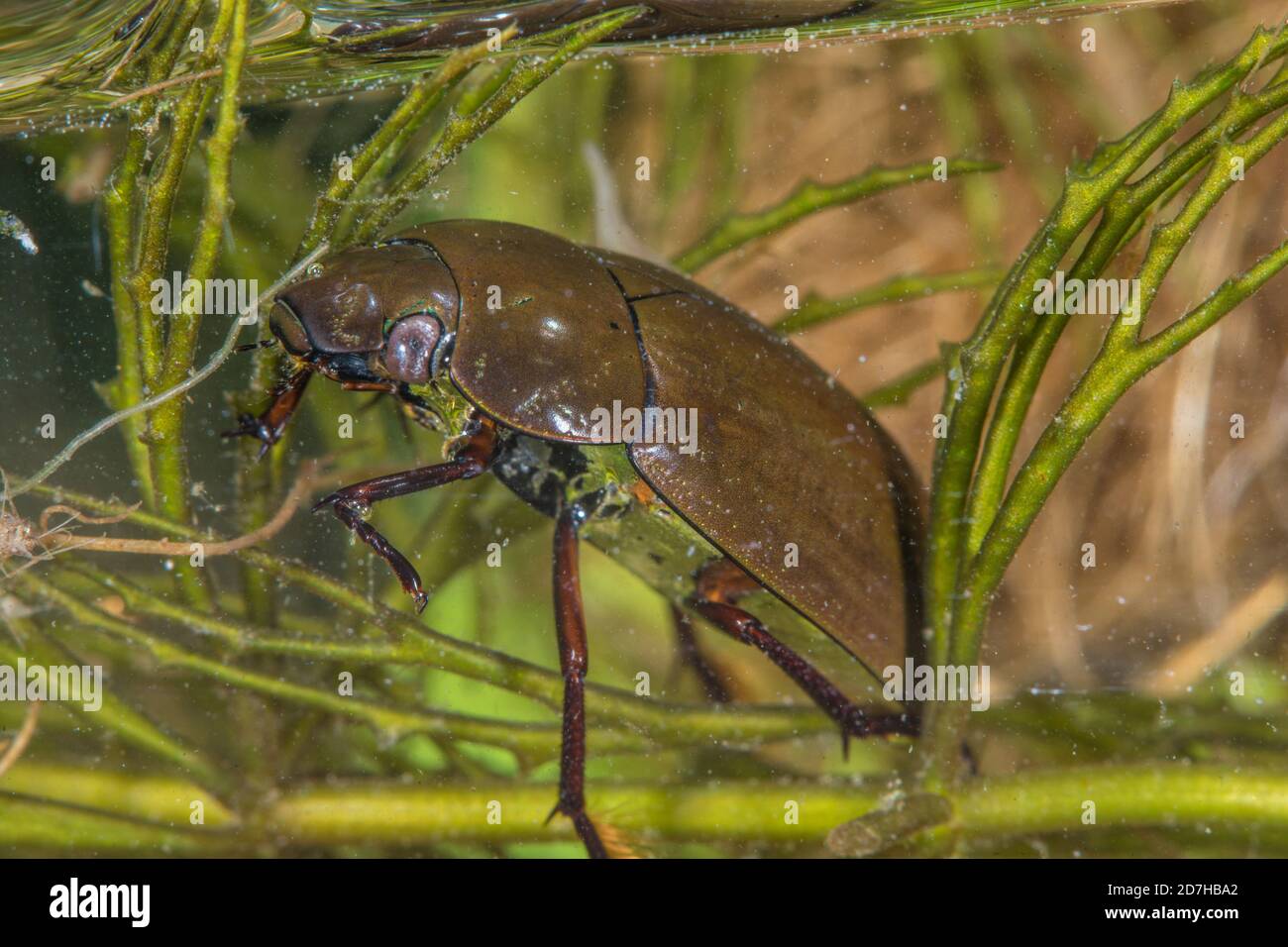 lesser black water beetle, lesser silver water beetle, lesser silver