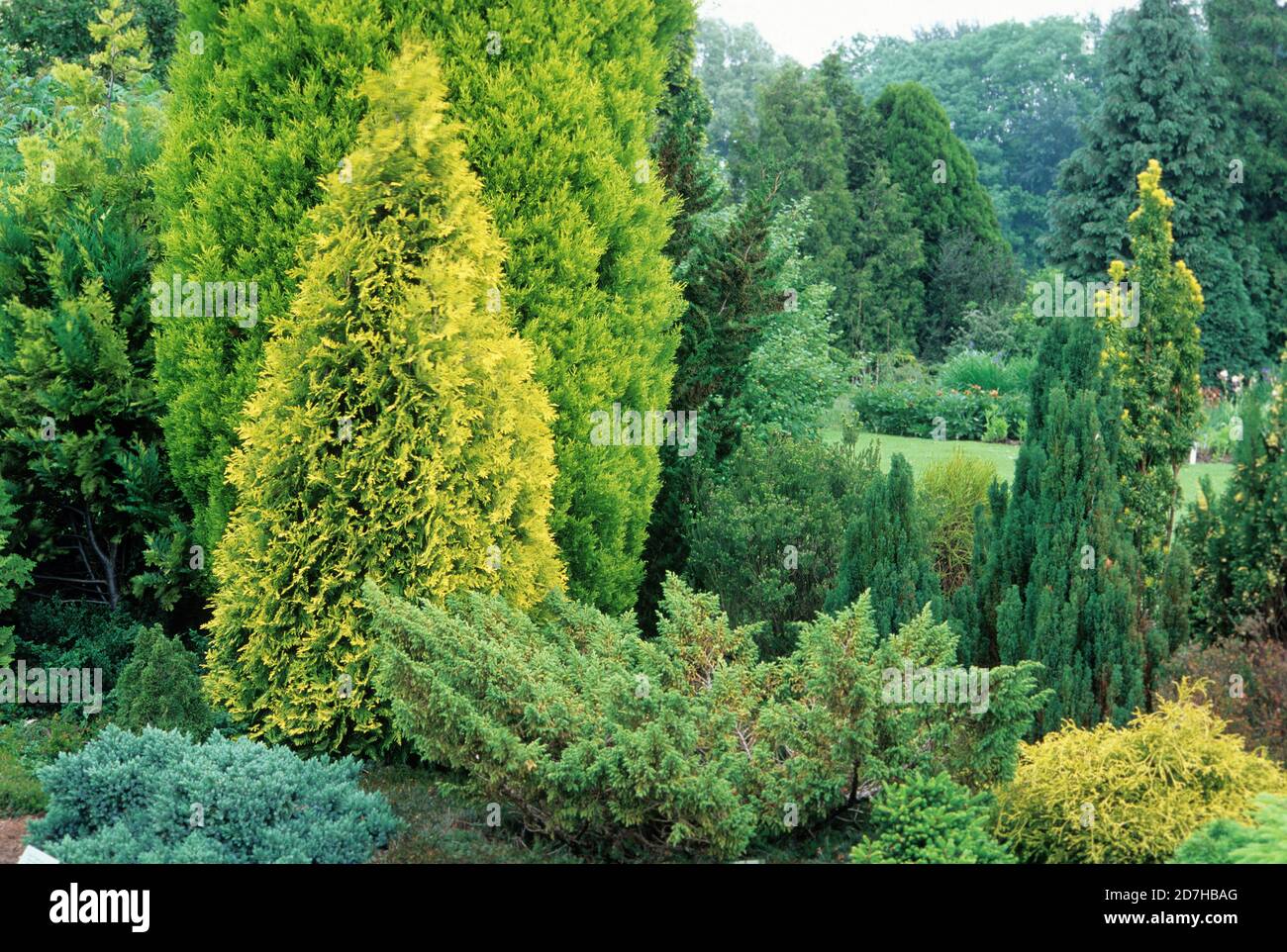 Coniferous Garden, Juniper (Juniperus recurva) 'Densa', Thuja (Thuja occidentalis) 'Sunkist' - yellow color-, Waterperry Gardens, Oxfordshire, England Stock Photo