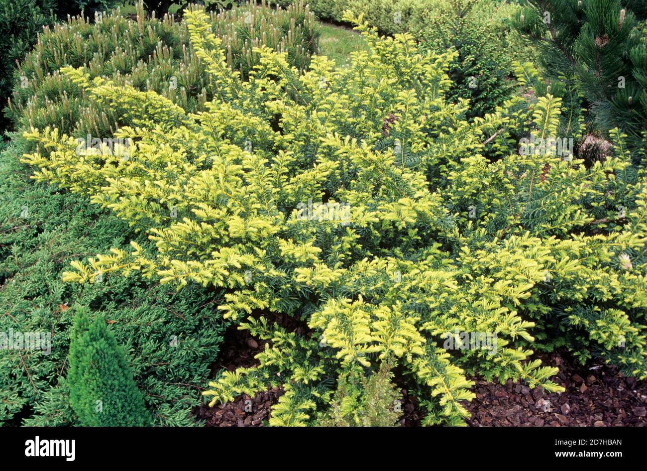 Yew (Taxus baccata) 'Summer Gold' Stock Photo