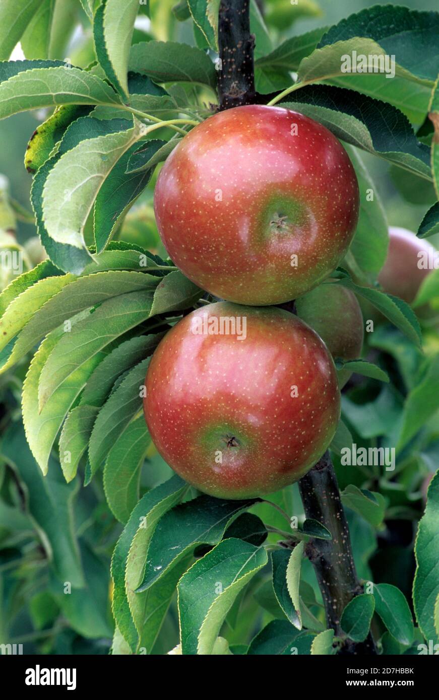 Apple 'Ballerina Valse' (Malus communis). Fruits on tree, autumn Stock  Photo - Alamy