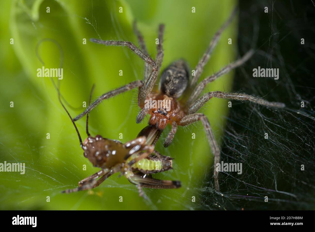 grass funnel-weaver, maze spider (Agelena labyrinthica), with caught grashopper, Germany Stock Photo