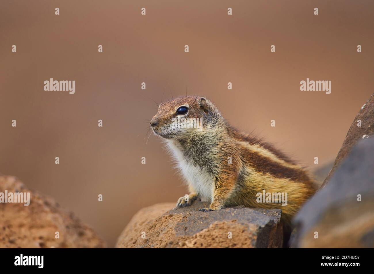 barbary ground squirrel, North African ground squirrel (Atlantoxerus getulus), on a boulder in the desert, side view, Canary Islands, Fuerteventura Stock Photo