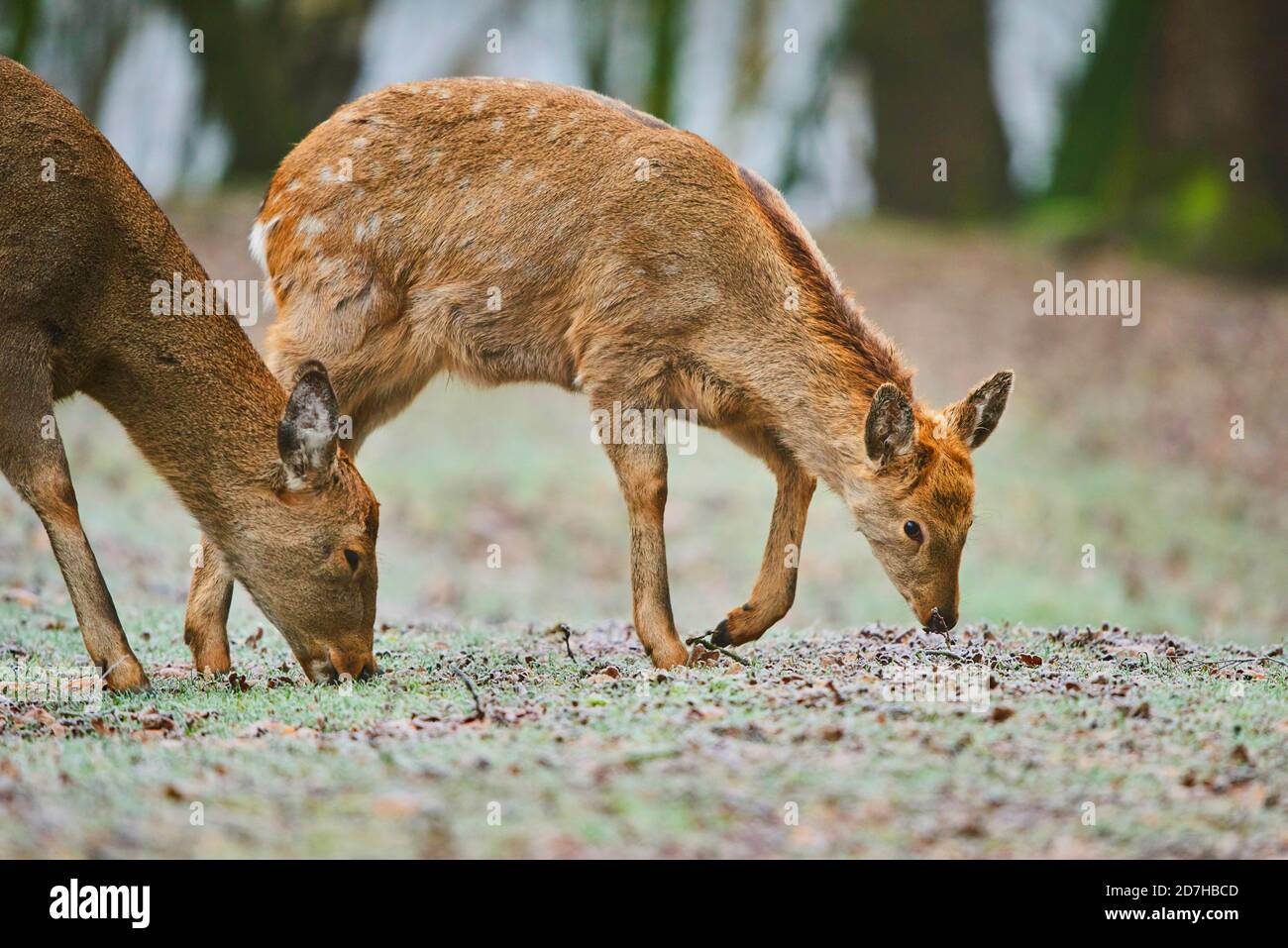 Sika deer, Tame sika deer, Tame deer (Cervus nippon), juvenile Tame deer walking on frozen ground, side view, Germany Stock Photo