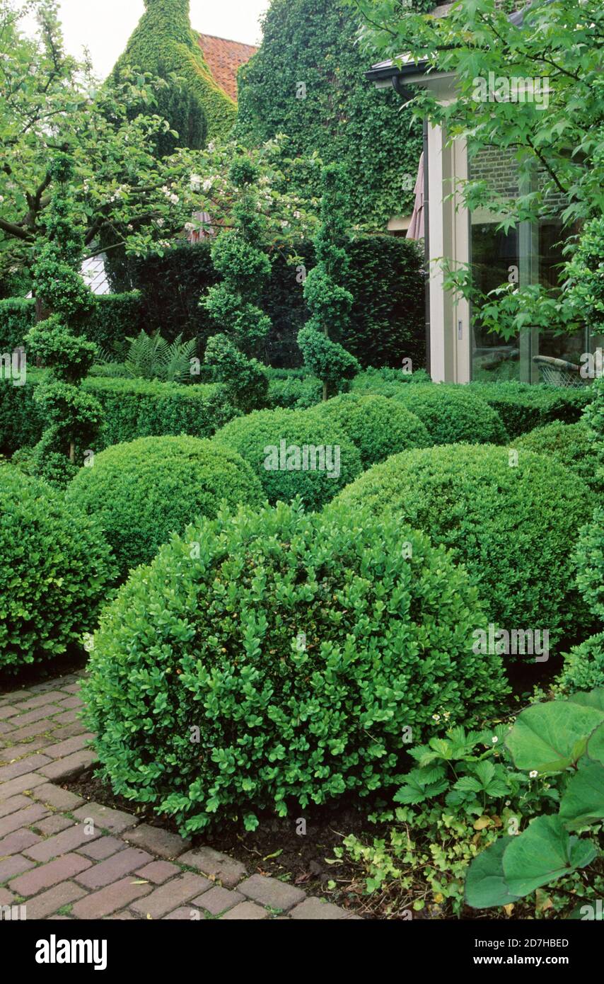 Boxwood balls (Buxus sp), pruned. Scholteshof. Belgium Stock Photo - Alamy