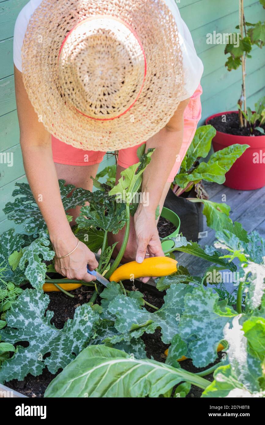 Woman harvesting a zucchini grown in a flower container on a terrace