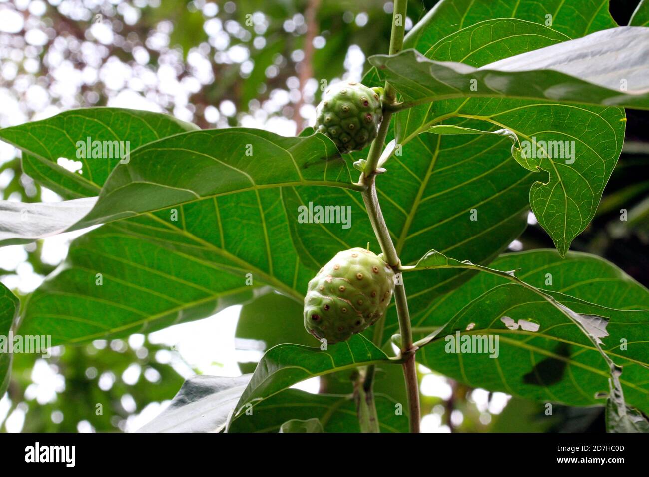 Fruits of Indian mulberry (Morinda citrifolia), Cambodia Stock Photo ...
