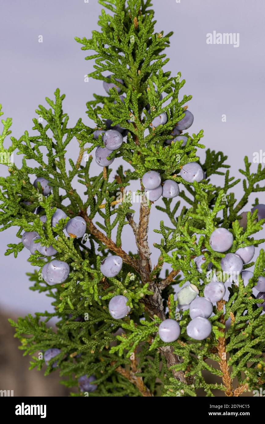 Cherrystone Juniper (Juniperus monosperma), New Mexico. Stock Photo