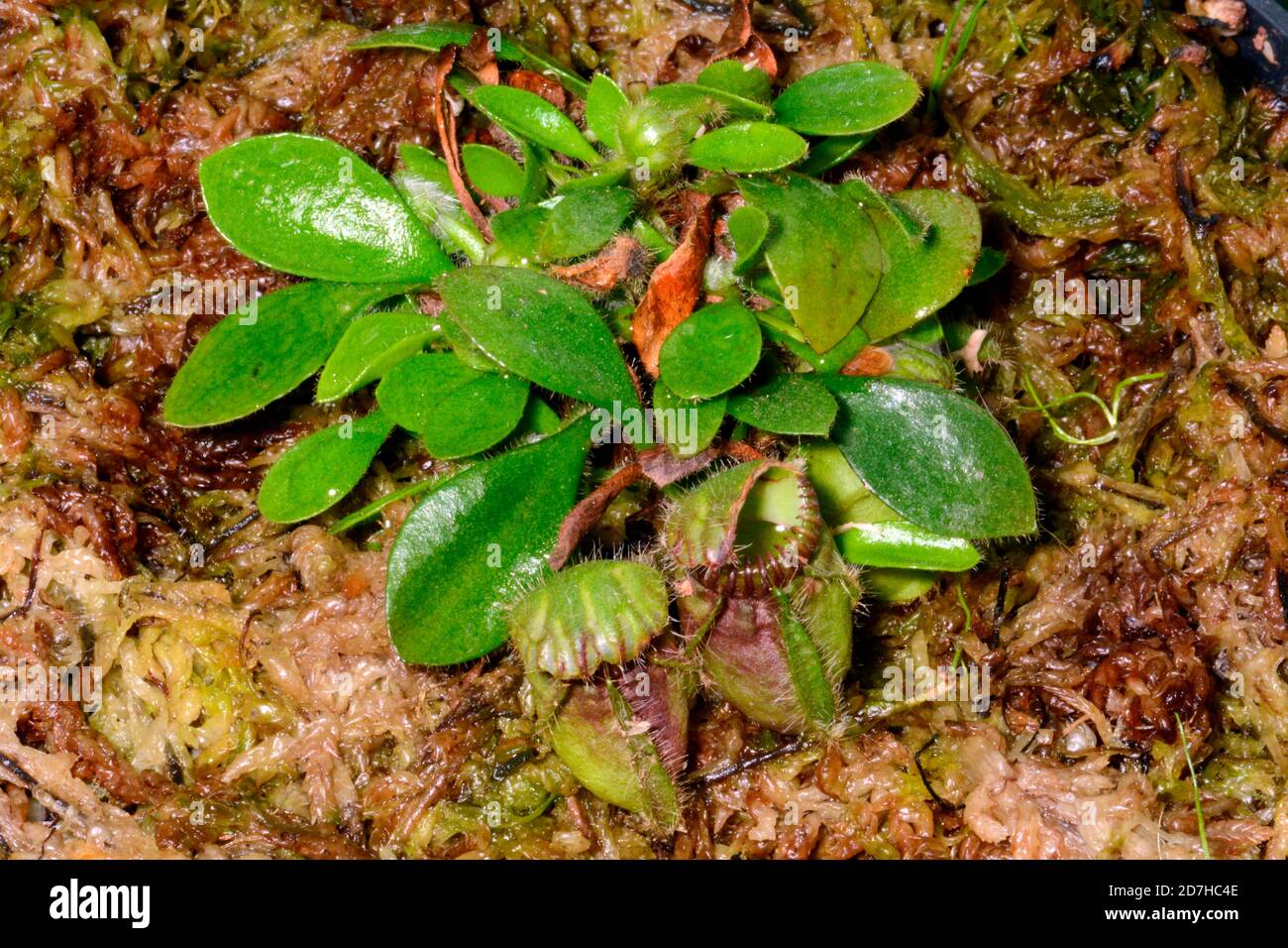 Albany pitcher plant (Cephalotus follicularis), endemic to Perth