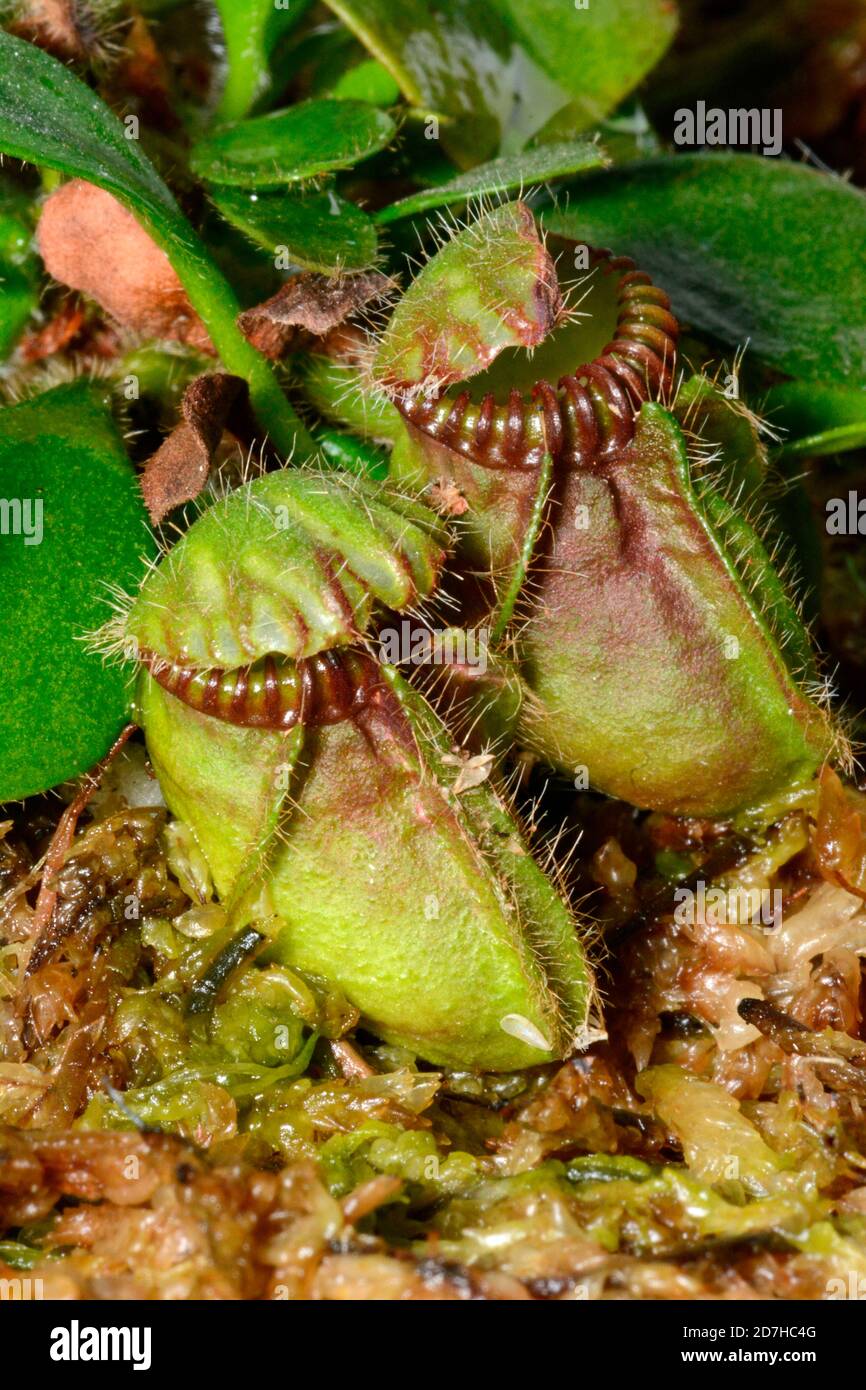 Albany pitcher plant (Cephalotus follicularis), endemic to Perth