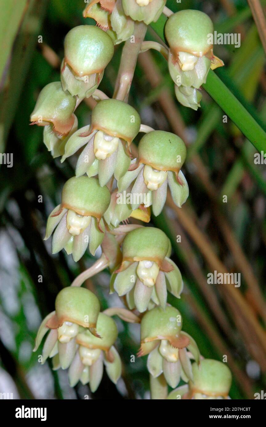Catasetum orchid (Catasetum discolor) flowers, French Guyana Stock Photo