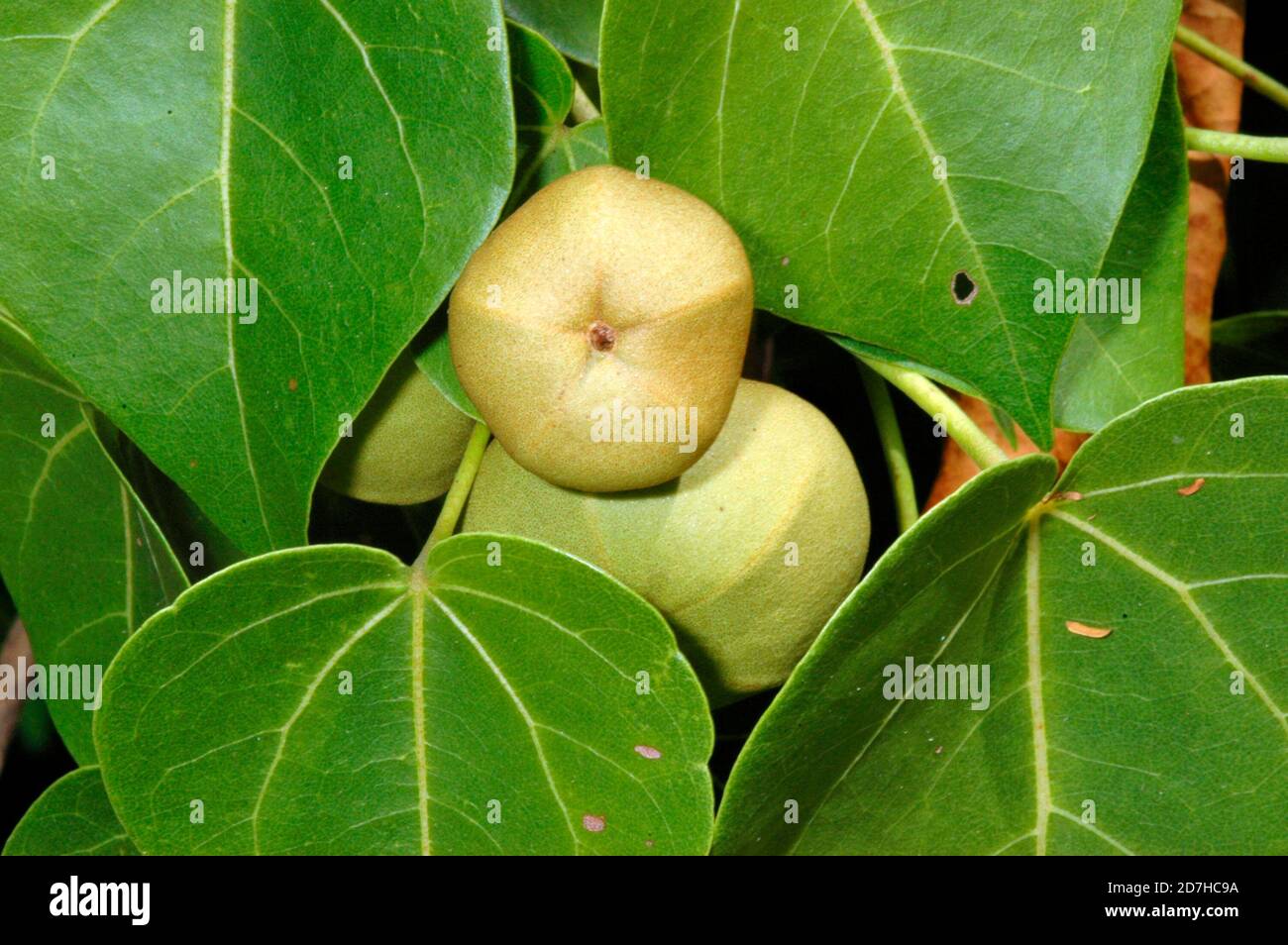 Portia Tree (Thespesia populnea) fruit, St François, Guadeloupe Stock