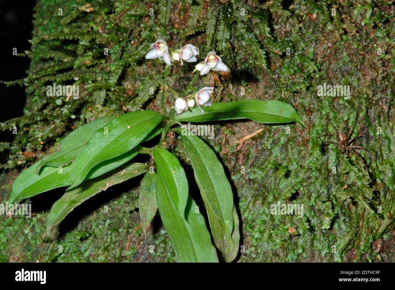 Cheiradenia Orchid (Cheiradenia cuspidata) in bloom, French Guyana Stock Photo