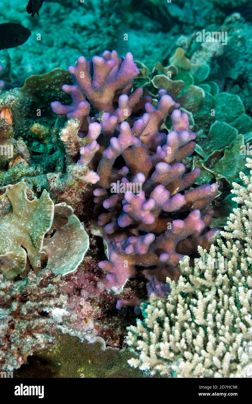 Smooth cauliflower Coral (Stylophora pistillata). Heron Island. Great