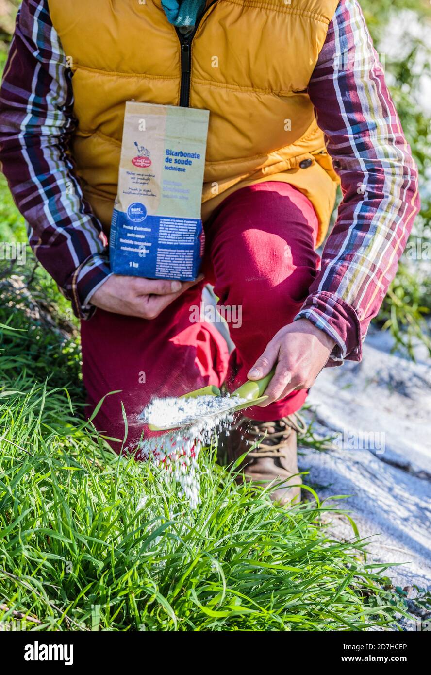 Baking soda weed control Stock Photo Alamy