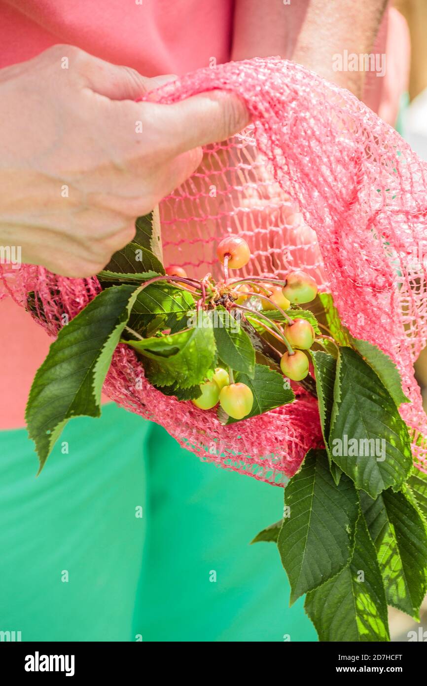 Protecting fruit from birds hires stock photography and images Alamy