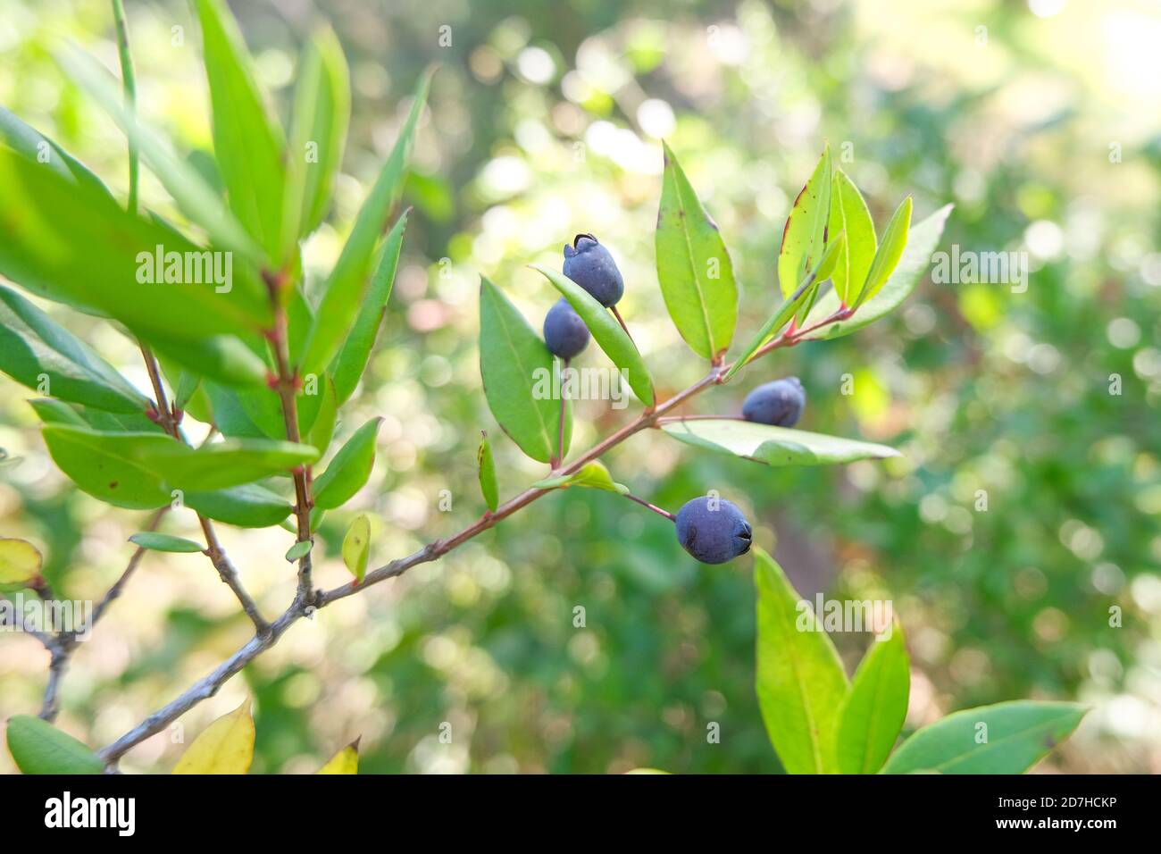 Isolated wild forest cramberry plant branch,healthy blueberry seasonal fruit Stock Photo