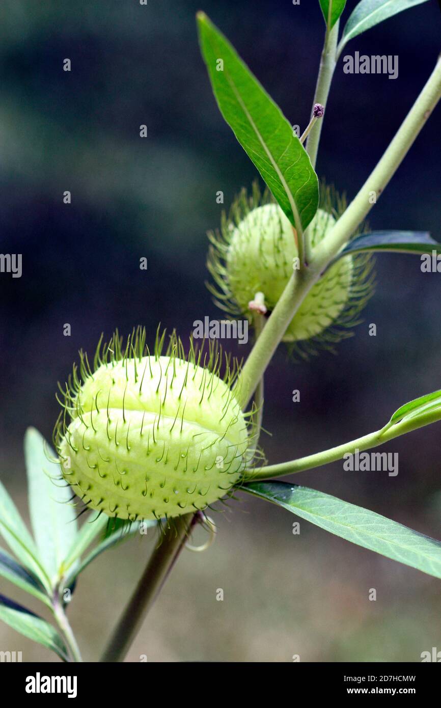 Narrow-leaf Cottonbush (Gomphocarpus fruticosus) fruits, in a botanical garden, Conservatory of Mascarin, Reunion Stock Photo