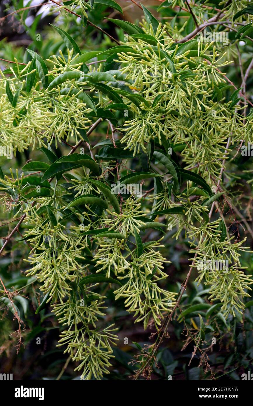 Nightblooming jasmine (Cestrum nocturnum) in bloom, Reunion Stock