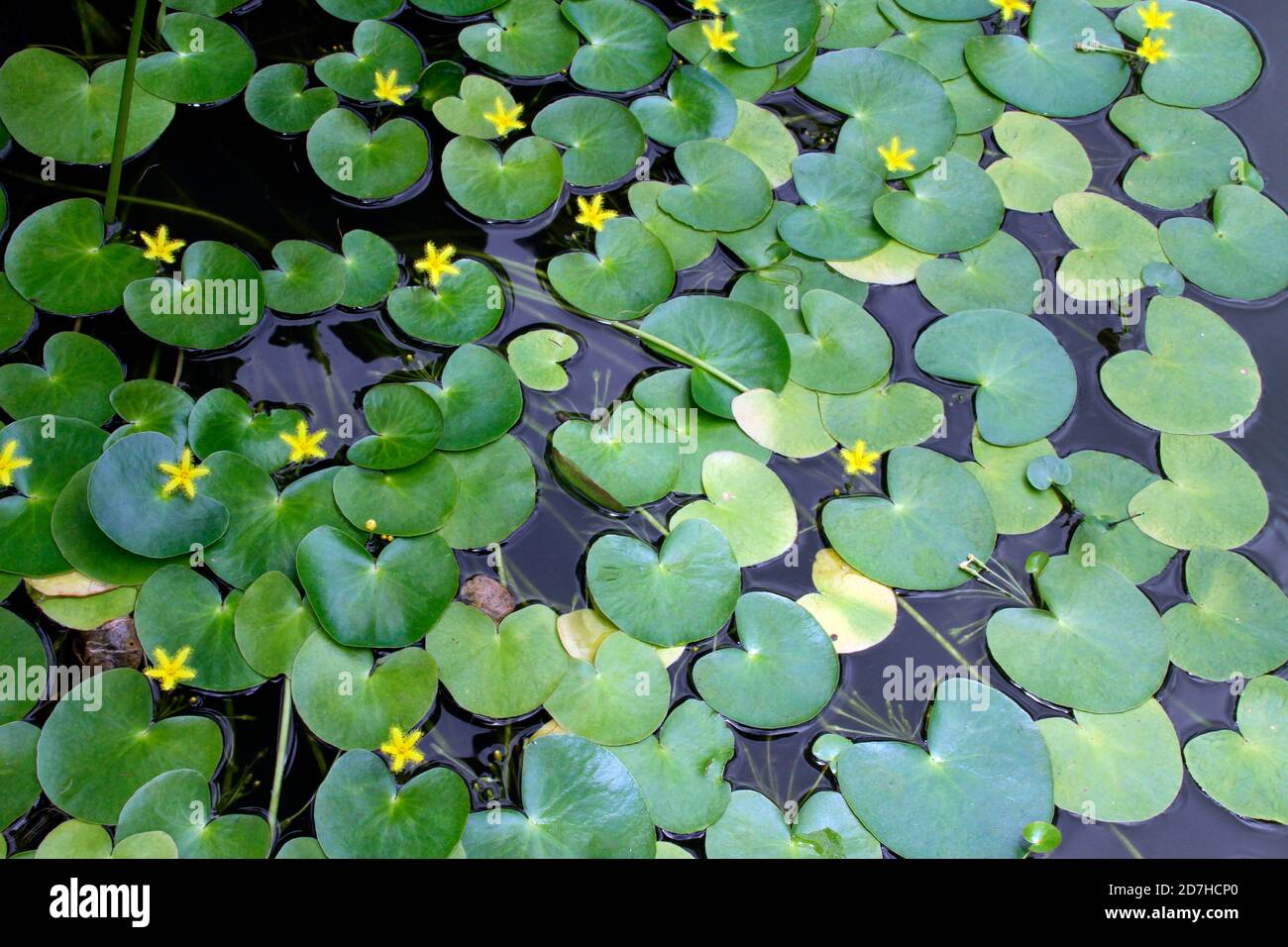 Yellow water snowflake (Nymphoides thunbergiana) in bloom in a botanical garden, Reunion Stock Photo