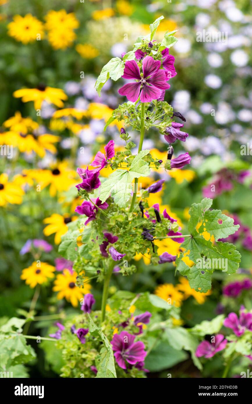 Common mallow (Malva sylvestris) in bloom in a garden in summer ...