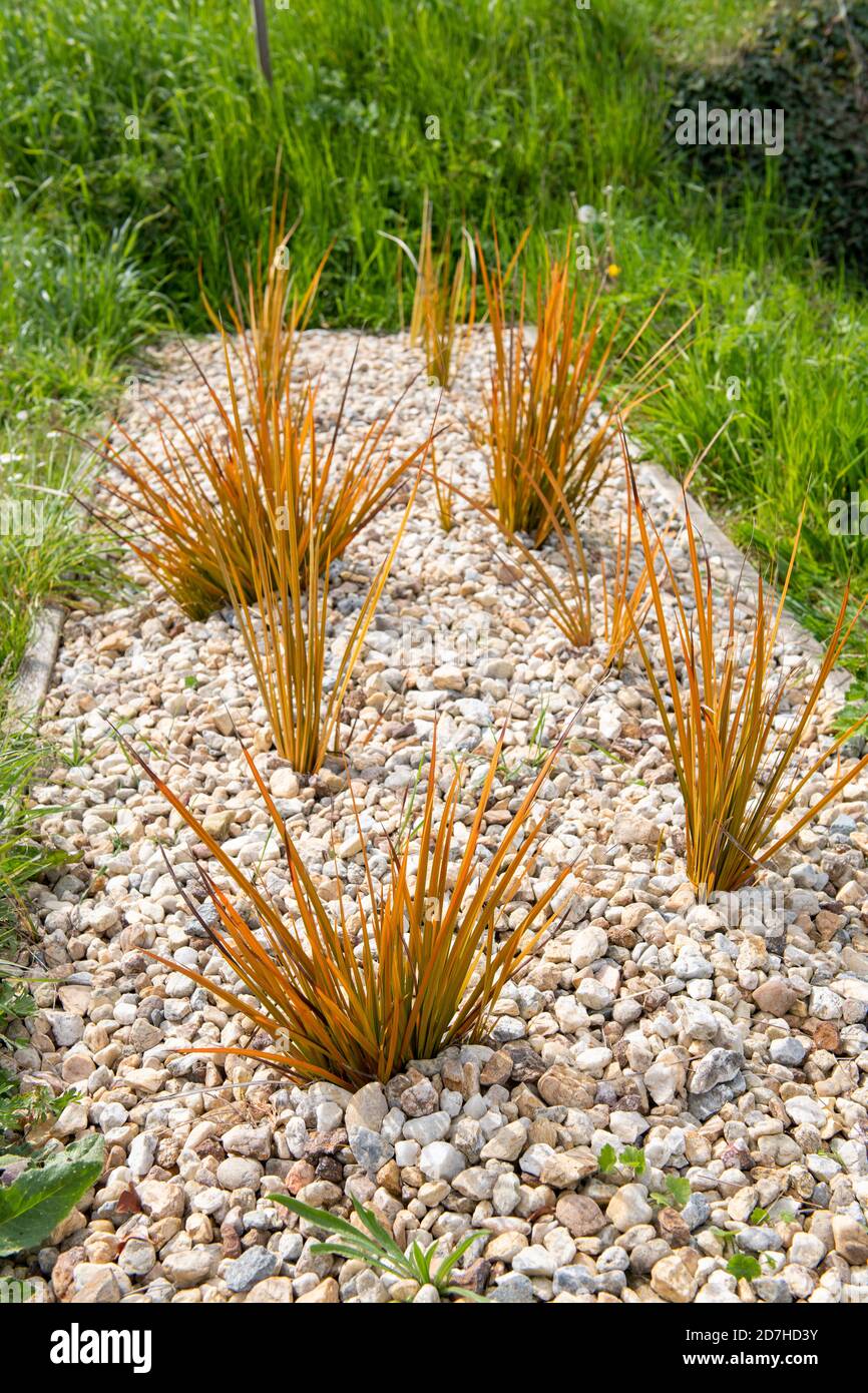 Hook Sedge Uncinia rubra on gravel mulch spring Normandy