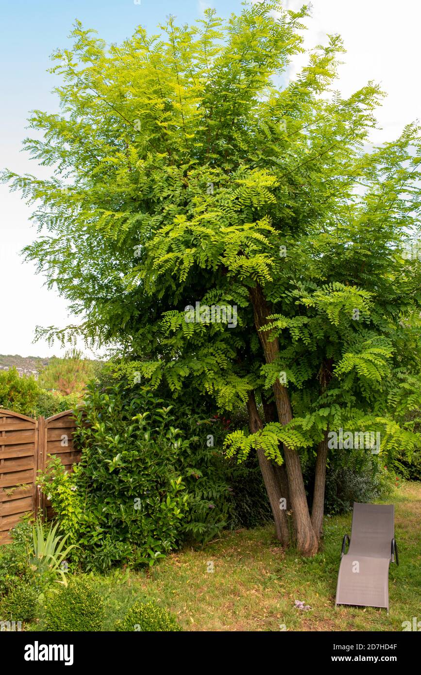 Deckchair under an Acacia tree in summer, Provence, France Stock Photo