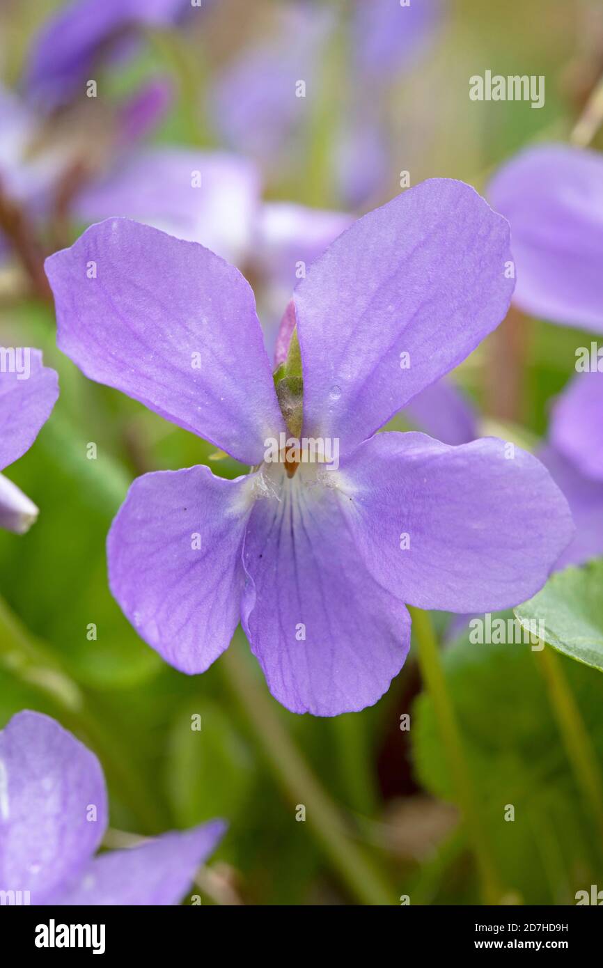 Viola hirta hires stock photography and images Alamy