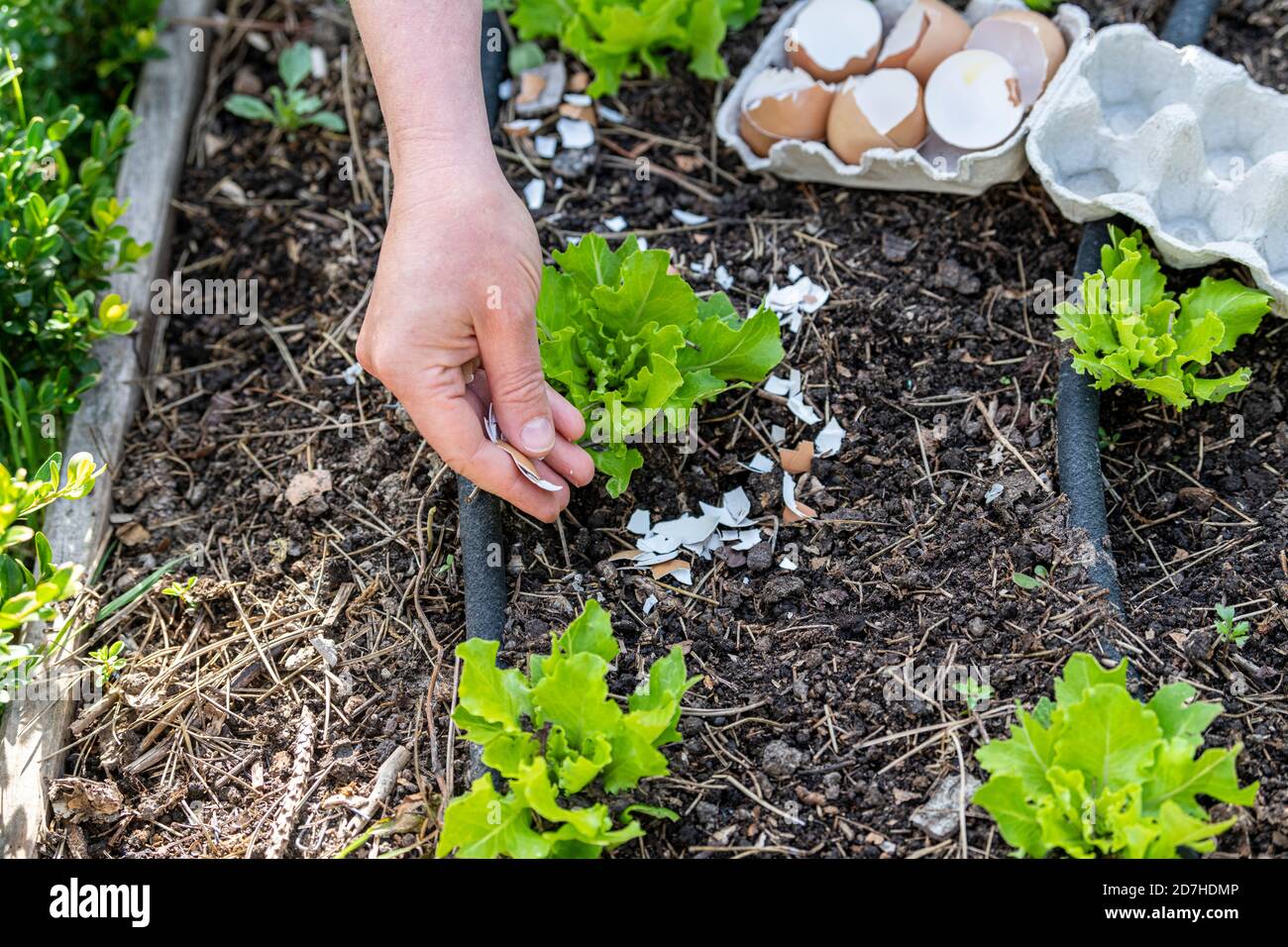Eggshells plant slugs hires stock photography and images Alamy
