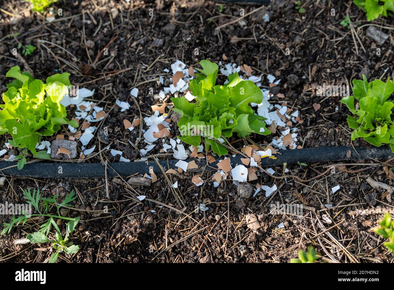 Eggshells plant slugs hires stock photography and images Alamy