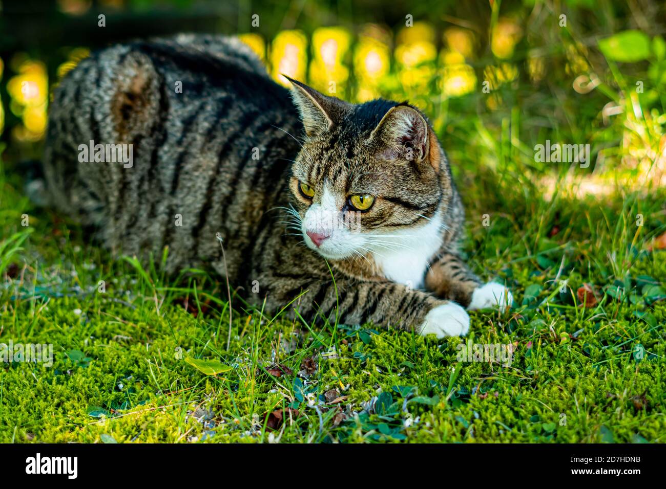 Cat in the garden Stock Photo - Alamy