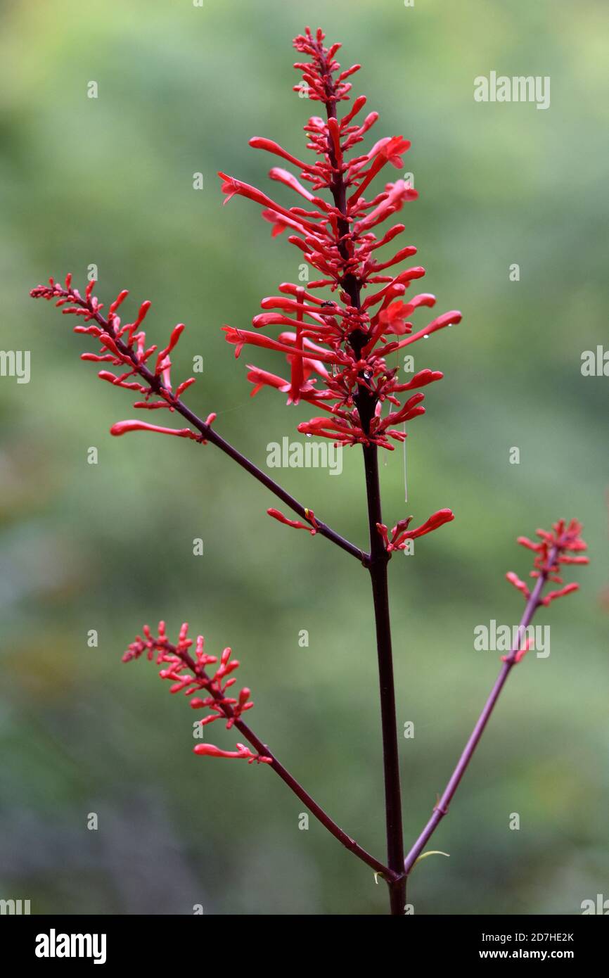Firespike (Odontonema strictum) flower, Alaotra-Mangoro Region, Madagascar Stock Photo