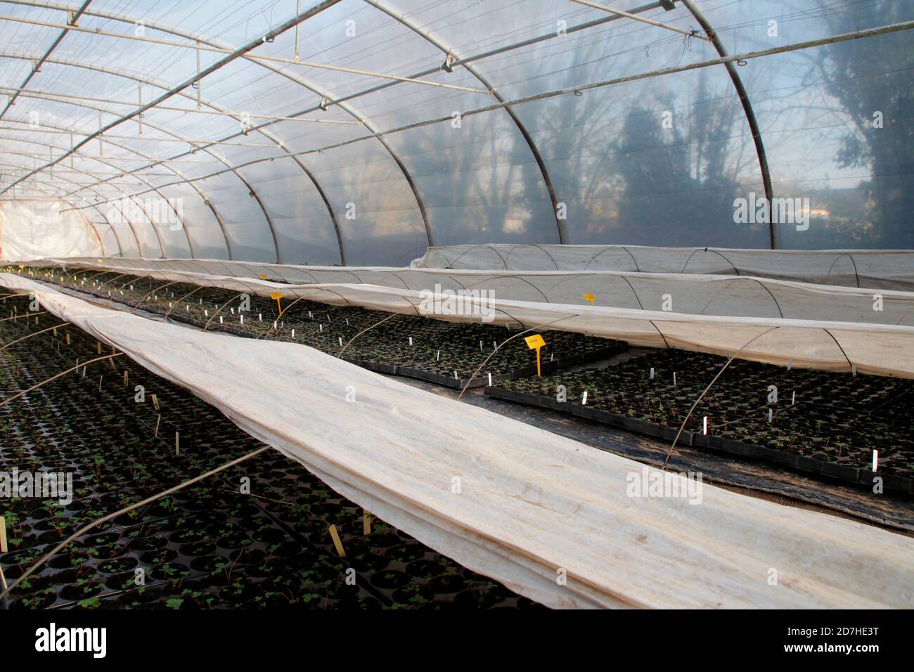 Strawberry plants in a greenhouse at an organic market gardener, France ...