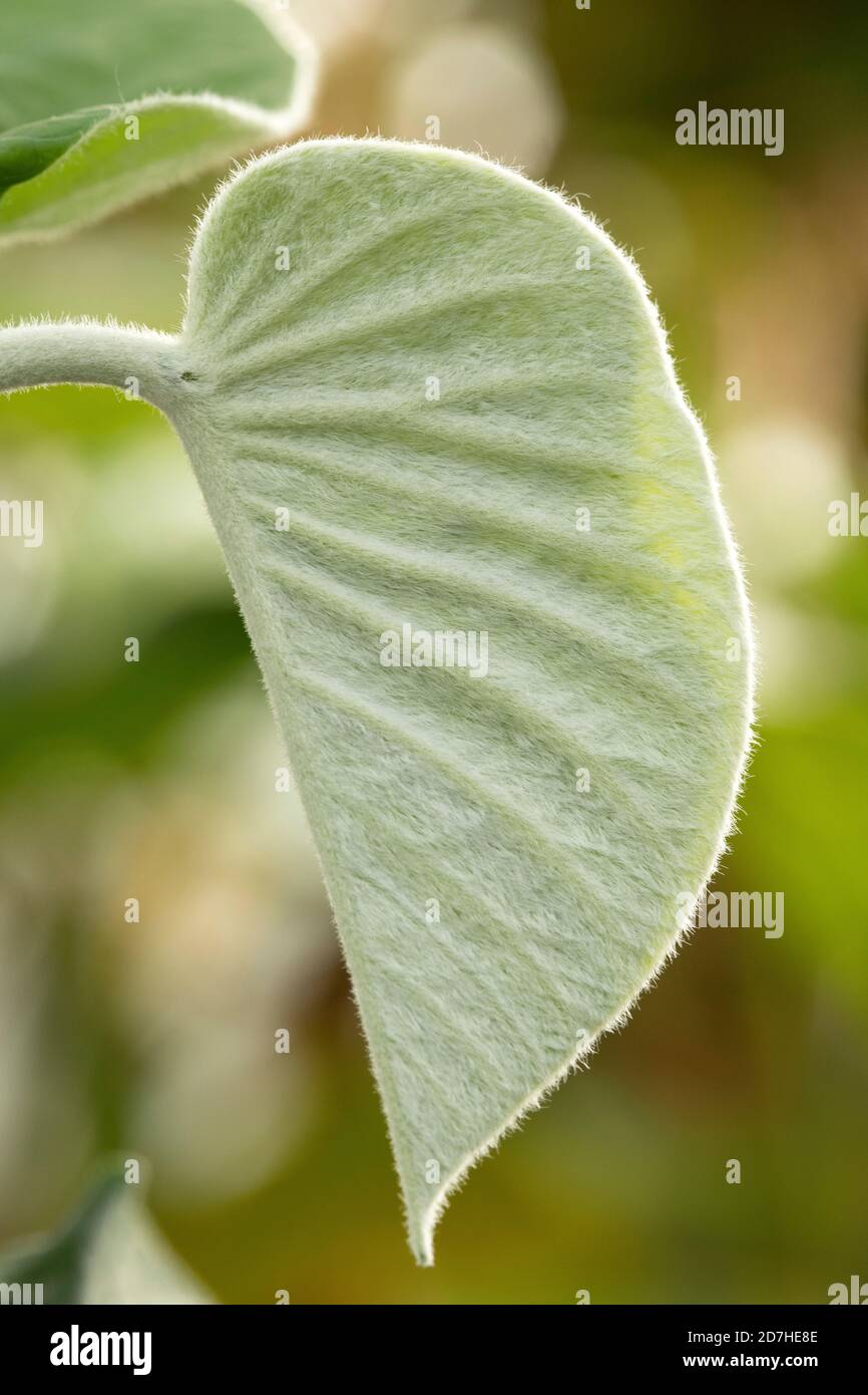 Young leaf of elephant creeper (Argyreia nervosa) Stock Photo