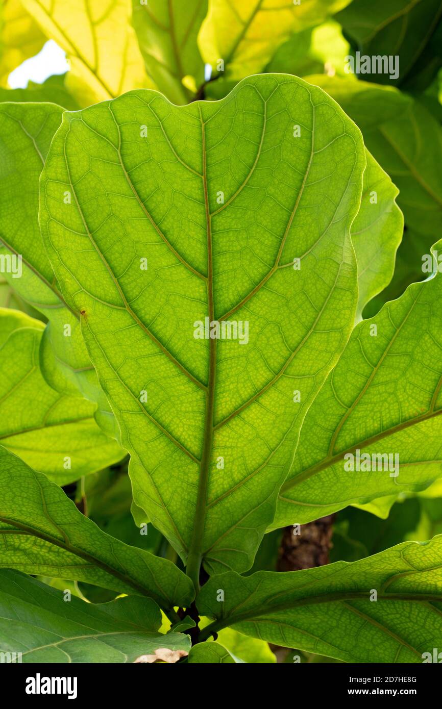 Fiddle leaf fig tree (Ficus lyrata) leaf Stock Photo