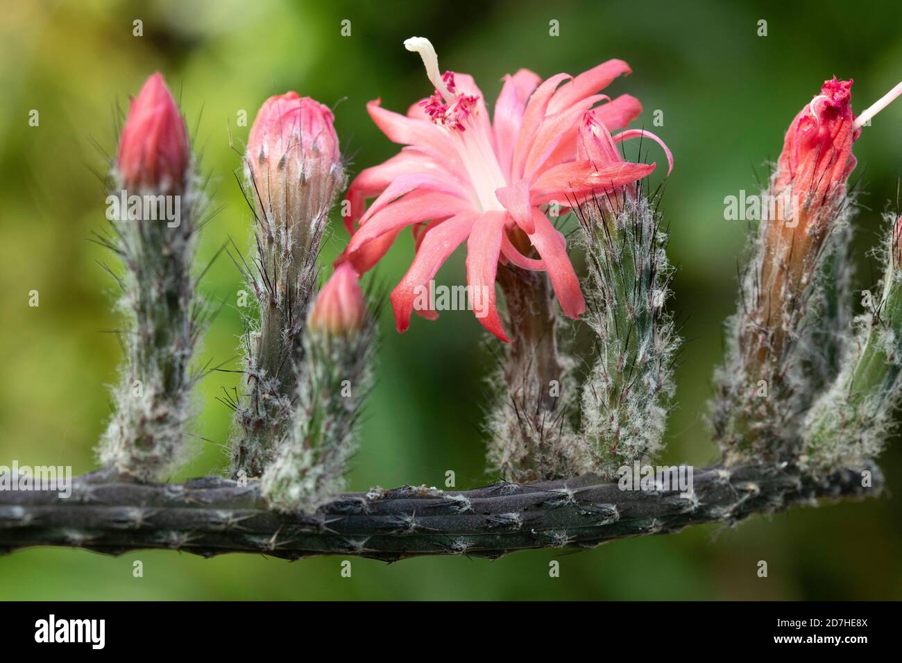Snake-like cactus (Peniocereus viperinus) flowers Stock Photo
