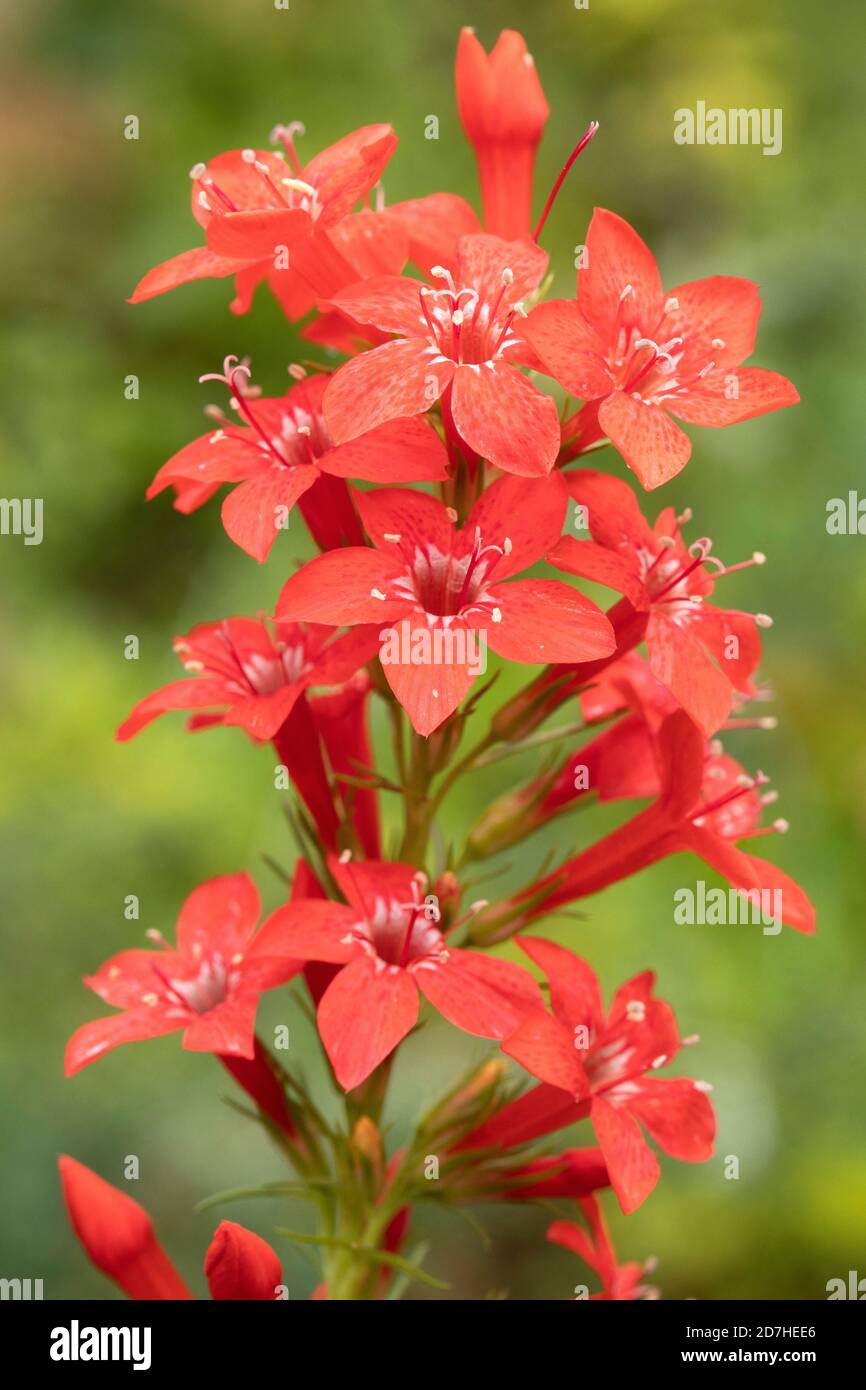 Ipomopsis rubra hires stock photography and images Alamy