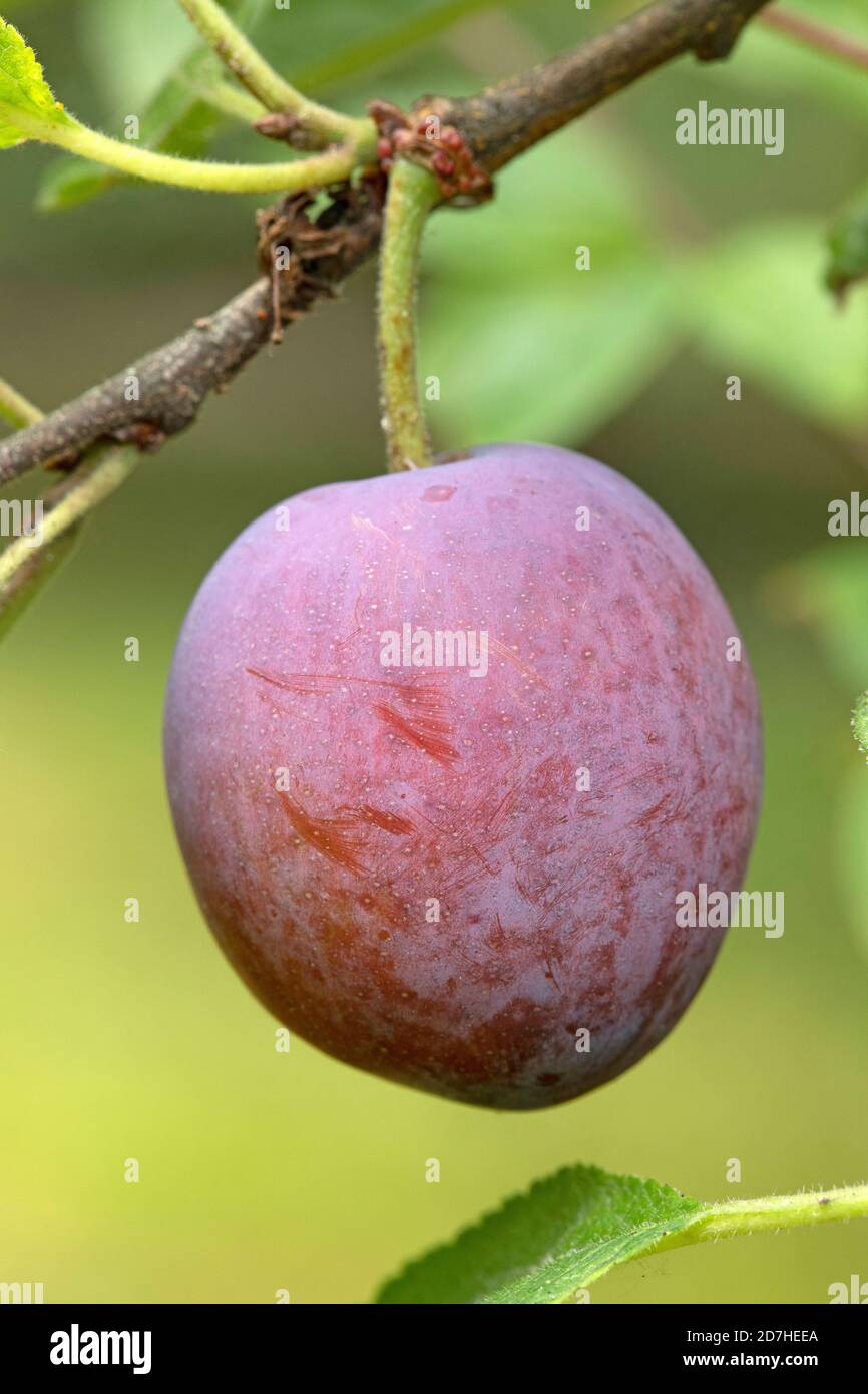 Damson plum (Prunus domestica subsp. insititia, fruit Stock Photo