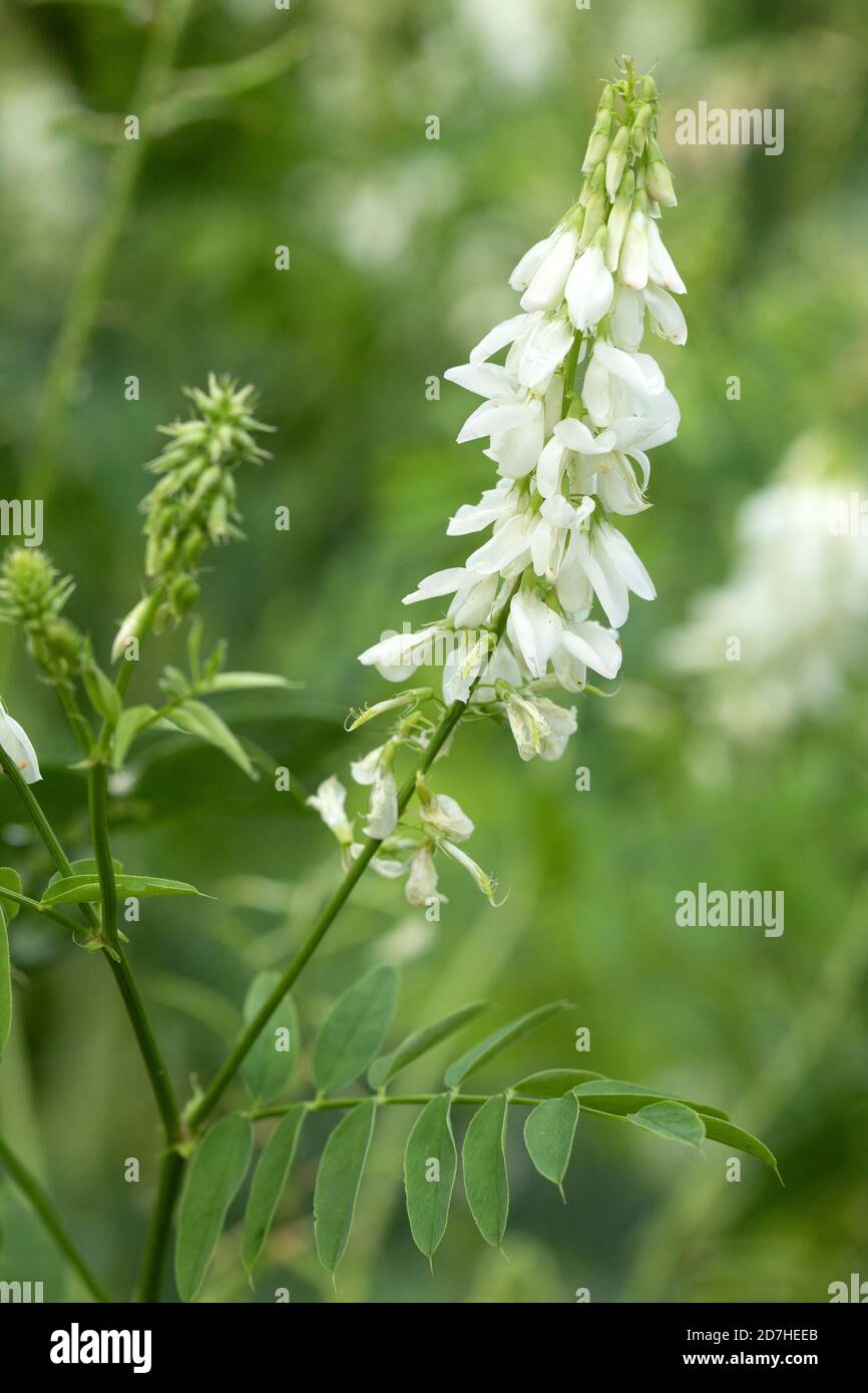 White Goat's-rue (Galega officinalis 'Alba'), flowers Stock Photo - Alamy