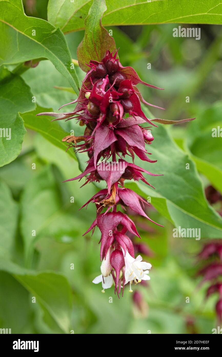 Himalayan honeysuckle (Leycesteria formosa), flowers Stock Photo Alamy