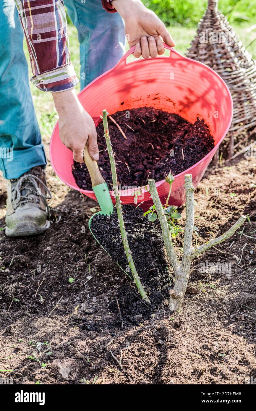 Composting Rose Prunings: Turn Garden Waste into Nutrient-Rich Soil