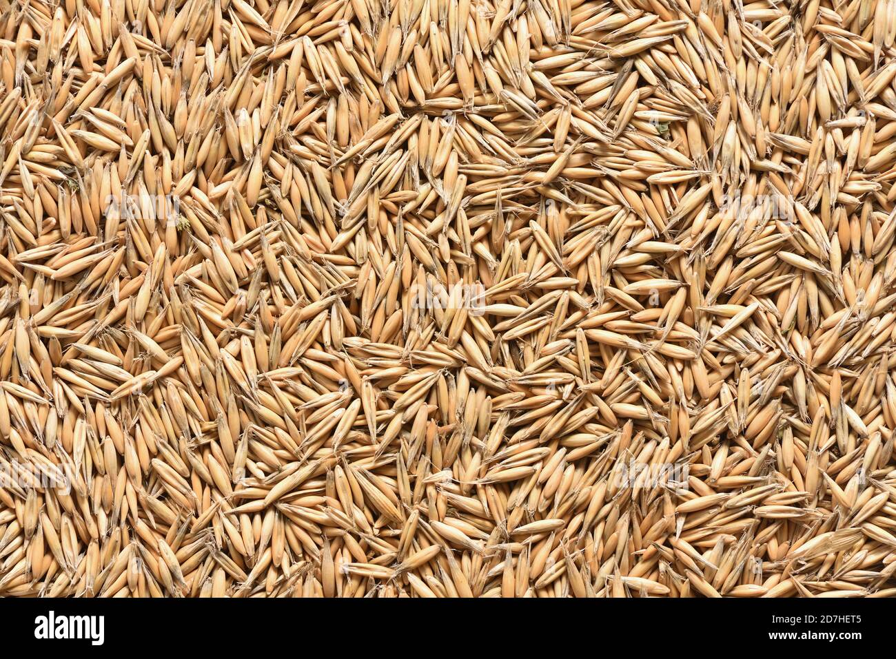Oats, full frame coverage as background and texture Stock Photo